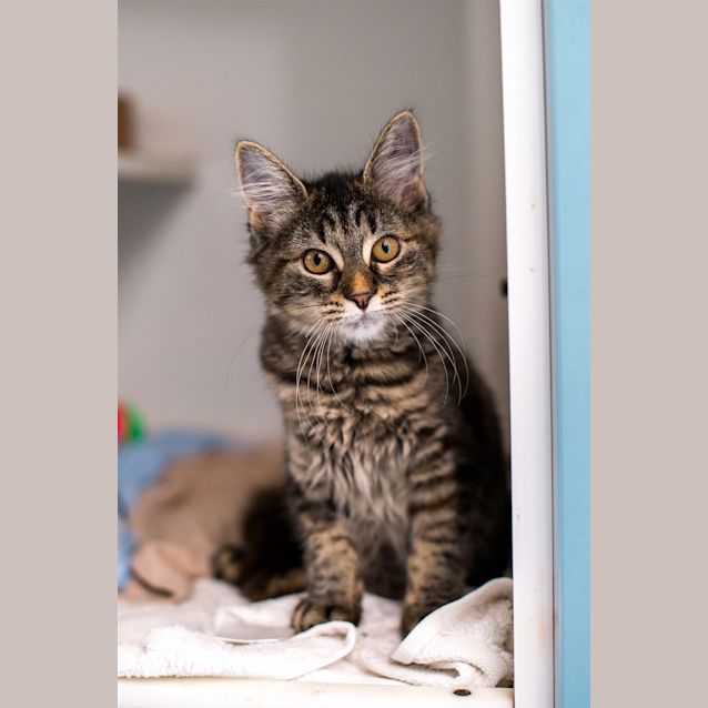 Photo of Henrietta