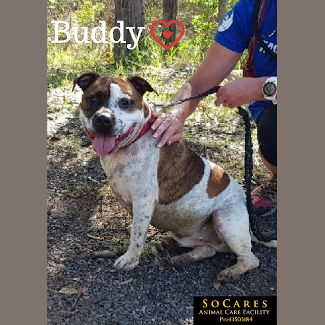 Photo of Buddy