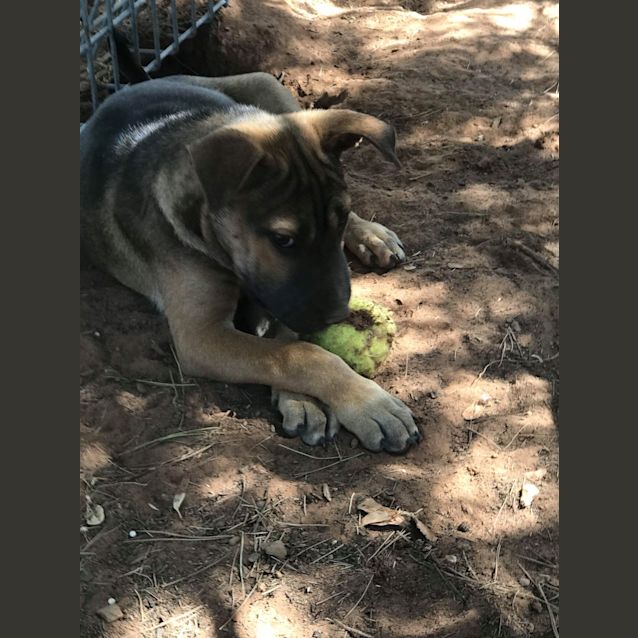 Photo of Tyson