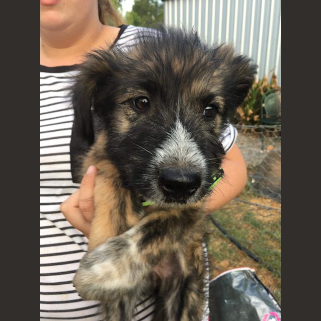 Photo of Bindi