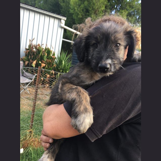Photo of Aggie
