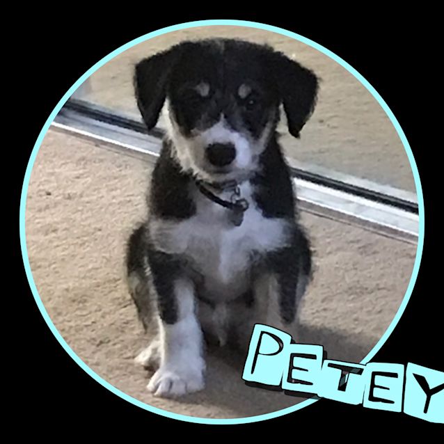 Photo of Petey