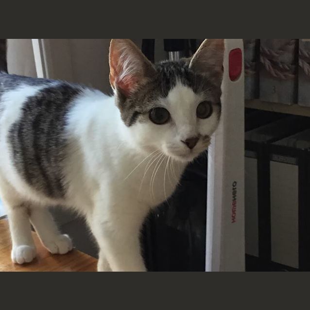 Photo of Kaley **2nd Chance Cat Rescue**