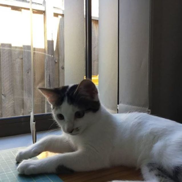 Photo of Ellie **2nd Chance Cat Rescue**