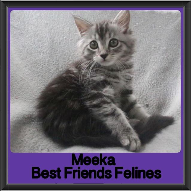 Photo of Meeka 