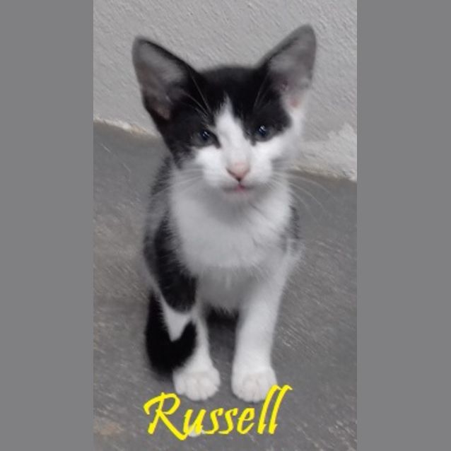 Photo of Russell