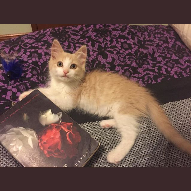 Photo of Bandit (1091)