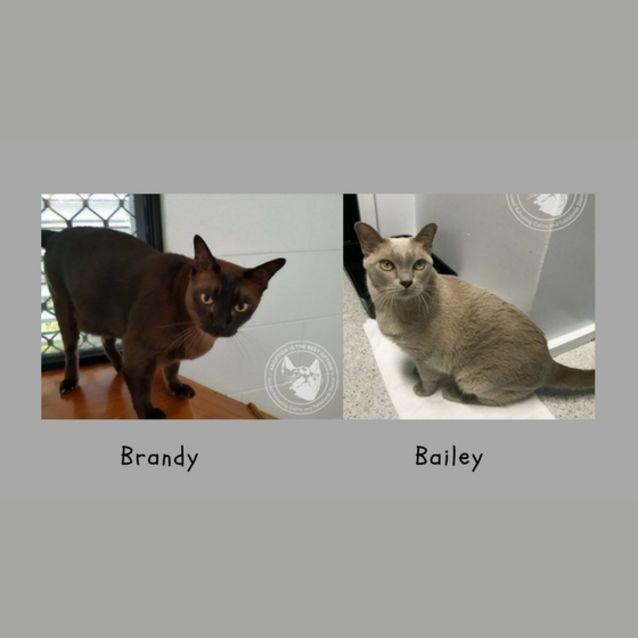 Photo of Bailey & Brandy