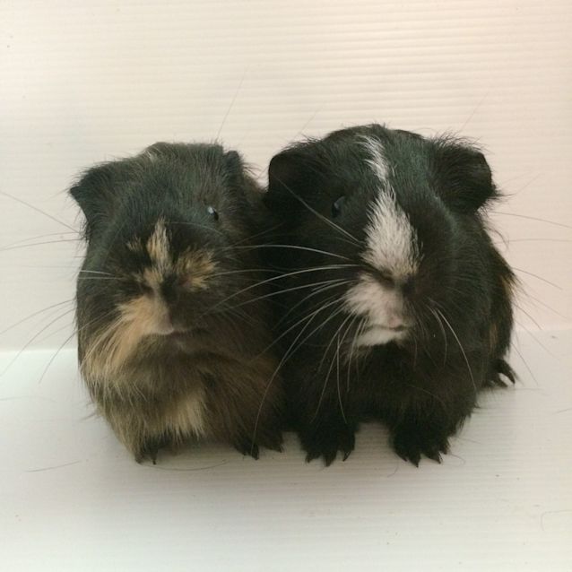 Photo of Boomer & Pepsi