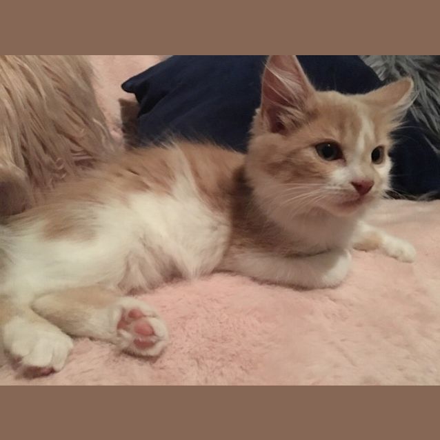 Photo of Cassandra  **2nd Chance Cat Rescue**
