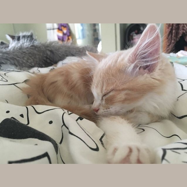 Photo of Hunter **2nd Chance Cat Rescue**