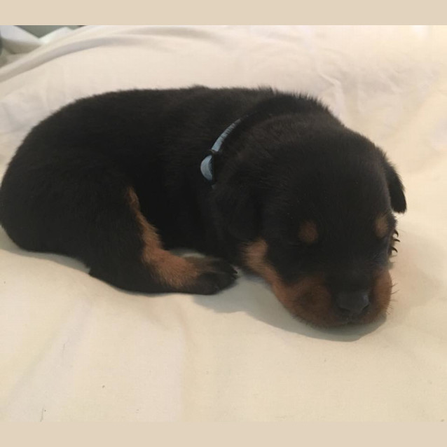 Photo of Rottie Pups