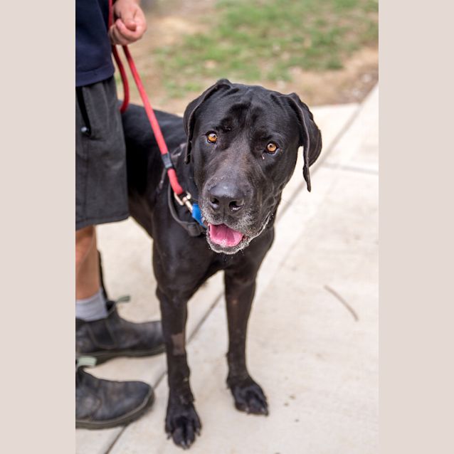 Photo of Buddy