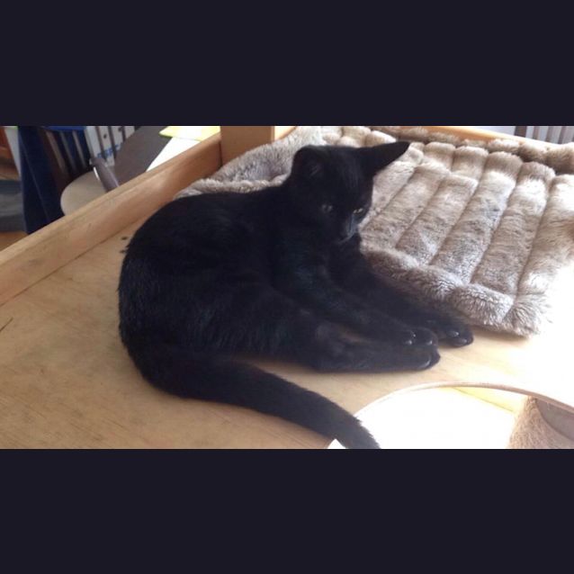 Photo of Speedy