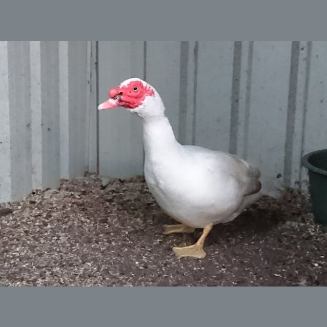 Photo of Sir Ernest   Muscovy 