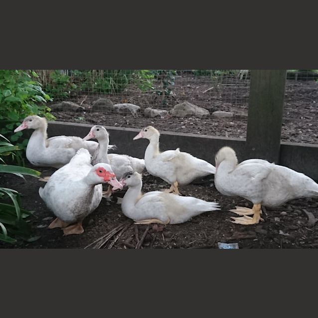Photo of Muscovy Drakes X3