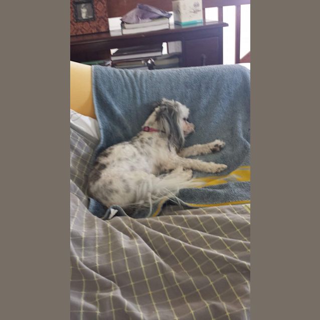 Photo of Peanut