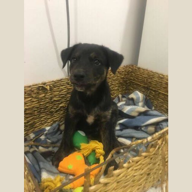 Photo of Cruiser