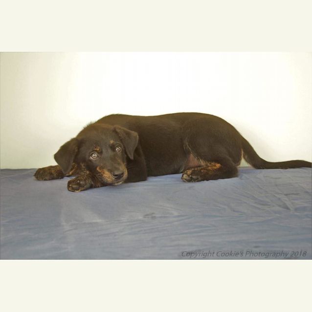 Photo of Scotch 