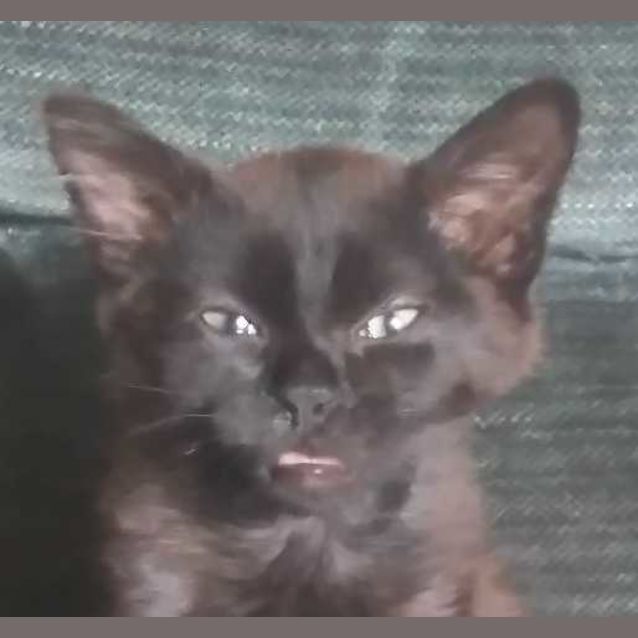 Photo of Onyx