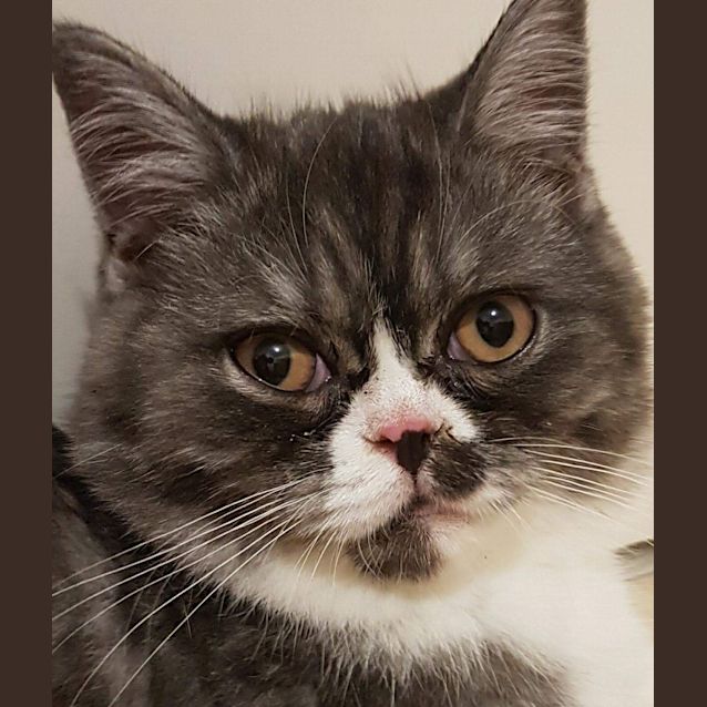 Photo of Bogart