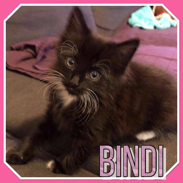Photo of Bindi