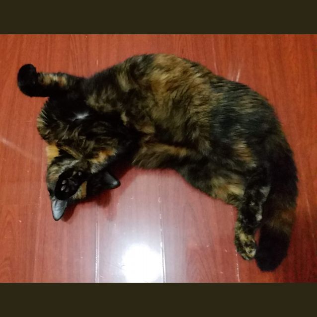 Photo of Tulip