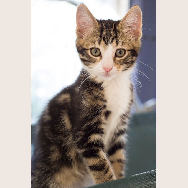 Photo of Mick Fleetwood **2nd Chance Cat Rescue**