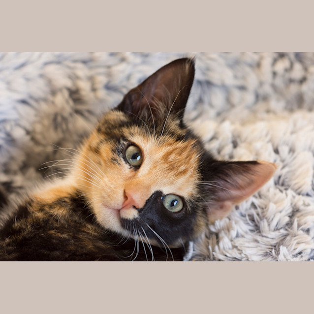 Photo of Stevie Nicks **2nd Chance Cat Rescue**