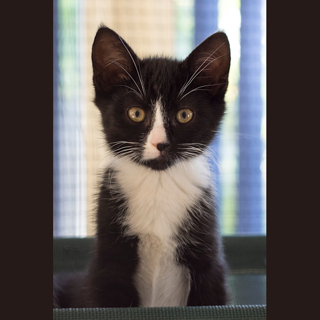 Photo of Christine Mc Vie **2nd Chance Cat Rescue**