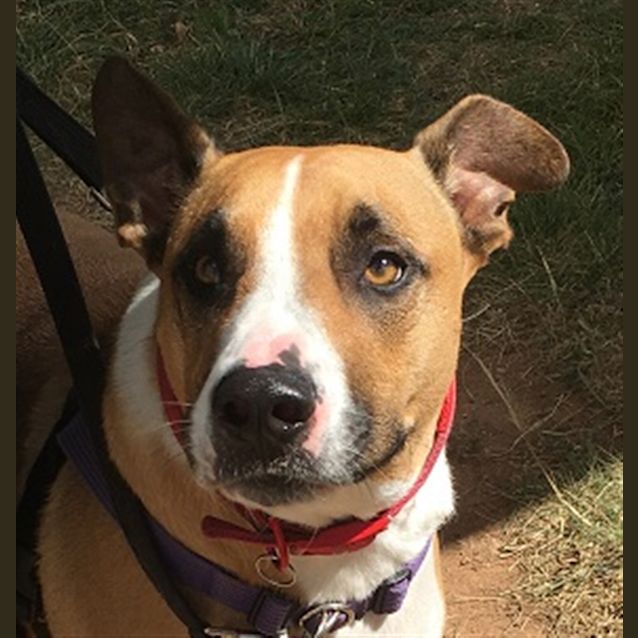 Photo of Basil