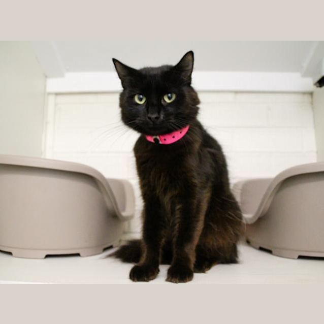 Photo of Midnight (0641)