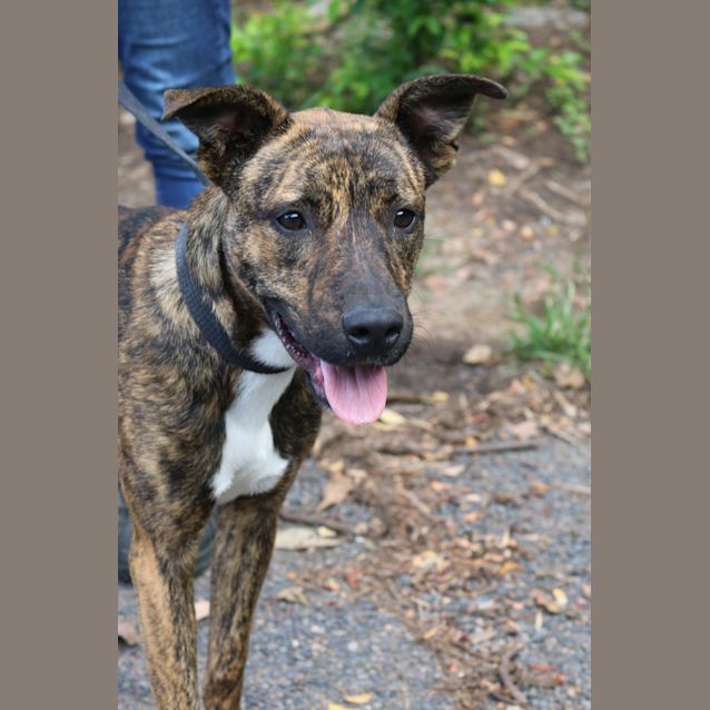 Photo of Diesel