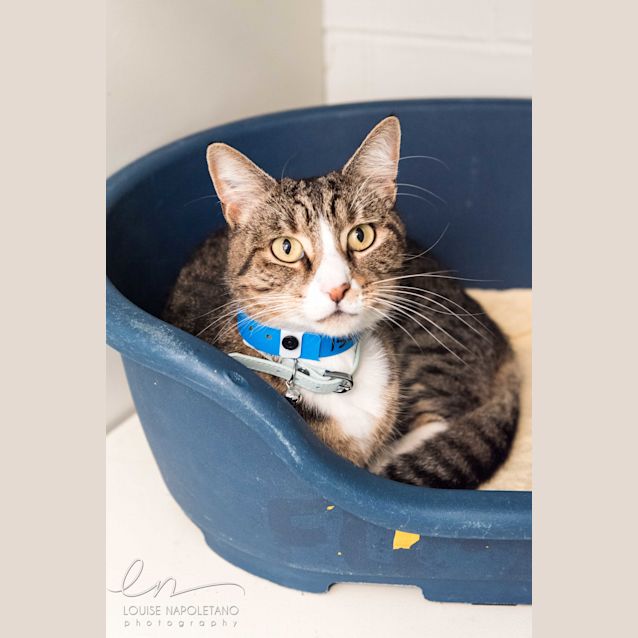 Photo of Chino (1501)