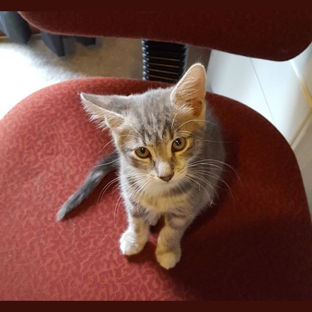Photo of Christian Grey ^^Dandy Cat Rescue^^