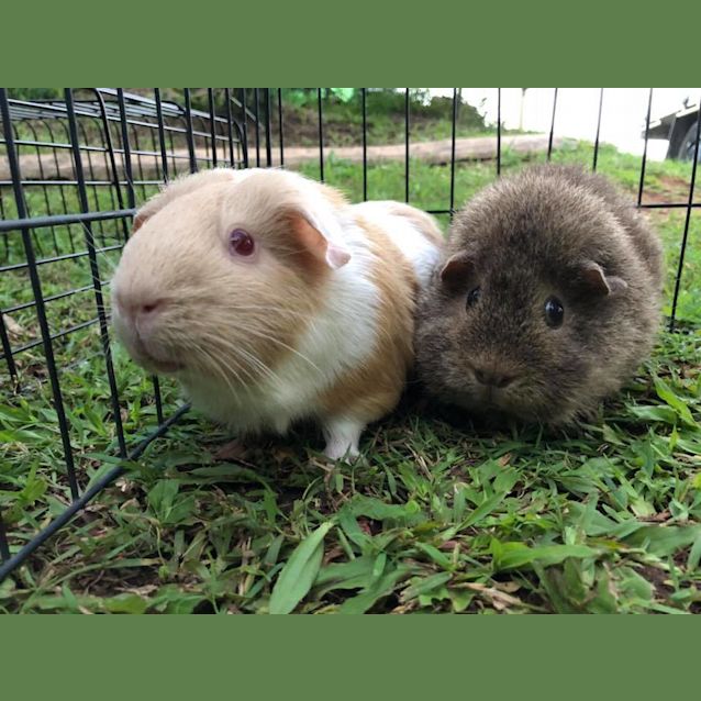Photo of Phoebe And Chocolate