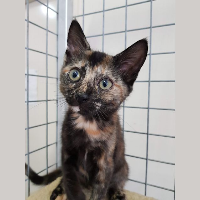 Photo of Hazel