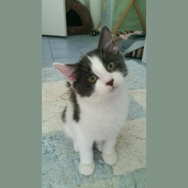 Photo of Oreo