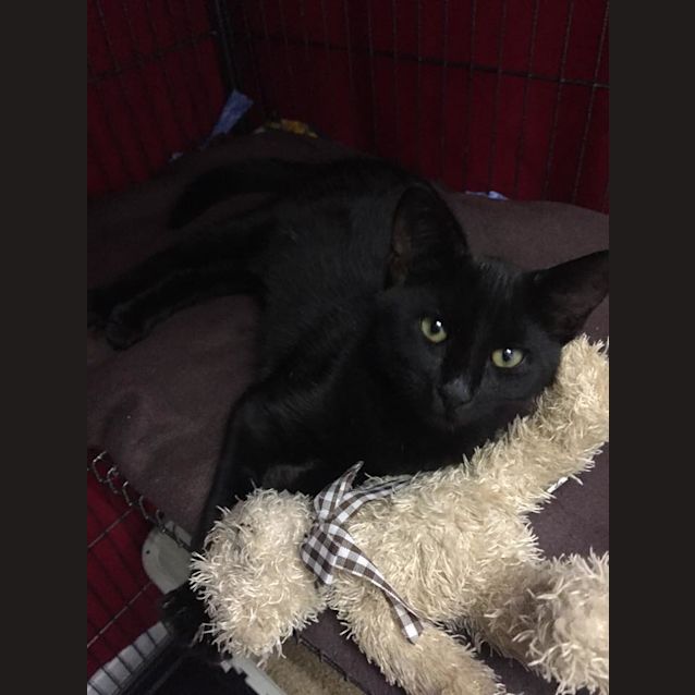 Photo of Oscar