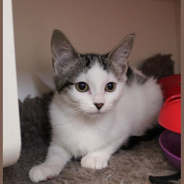 Photo of Huggie