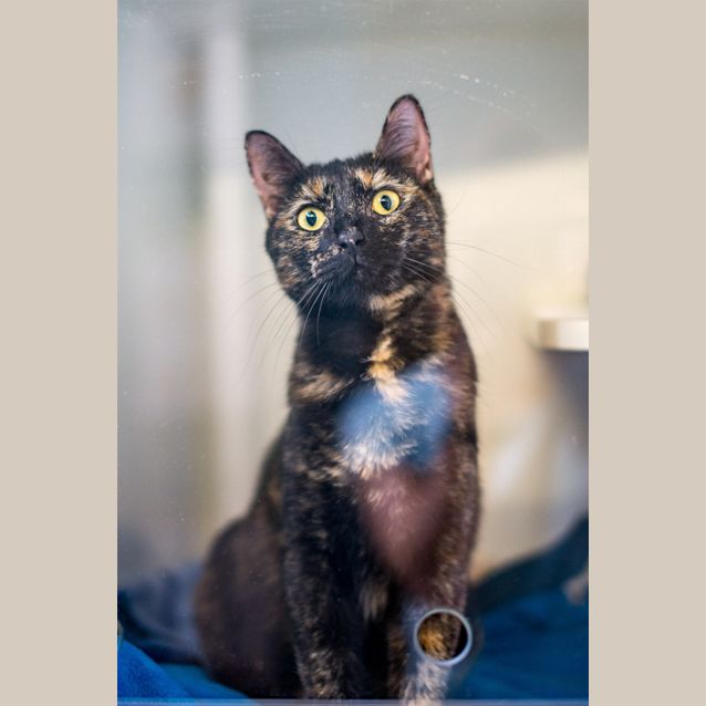Photo of Smudge