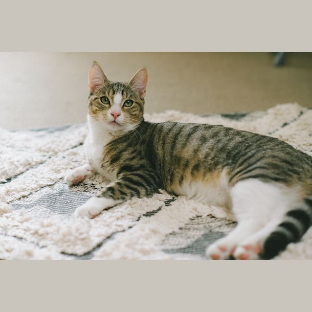 Photo of Ollie