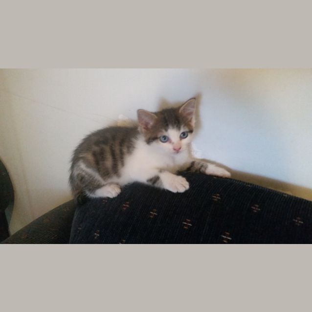 Photo of Tinker Belle