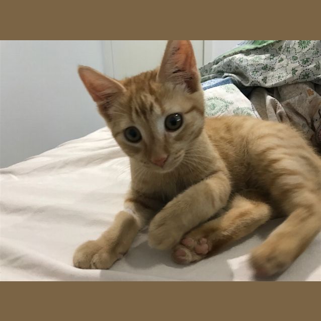 Photo of Bart (Now Oliver)