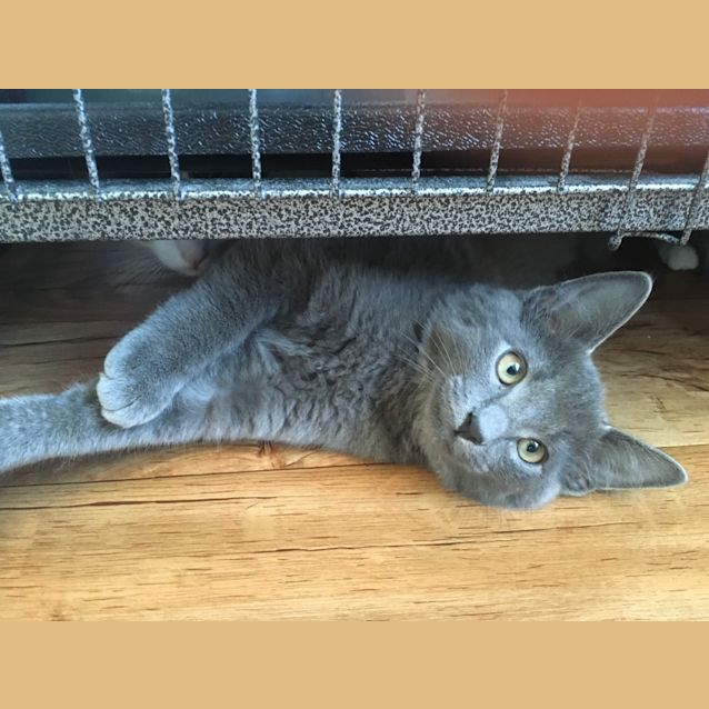 Photo of Bandit