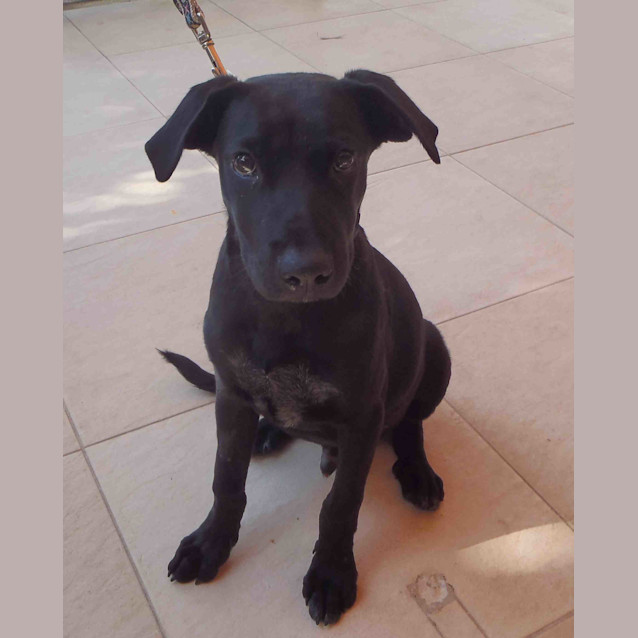 Photo of Buddy