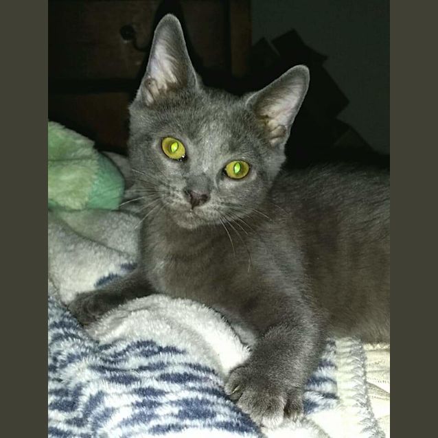 Photo of Dahlia