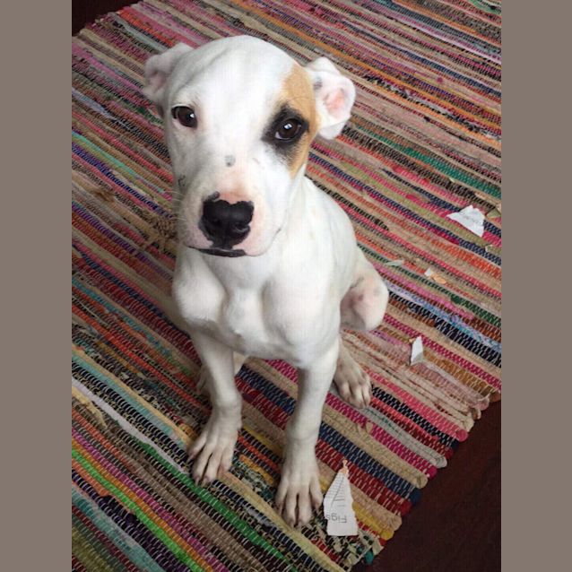 Photo of Romeo