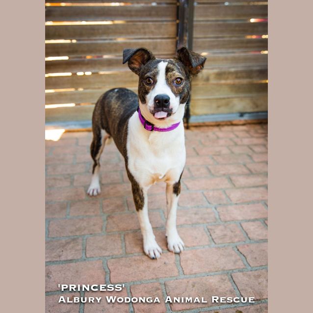 Photo of Princess