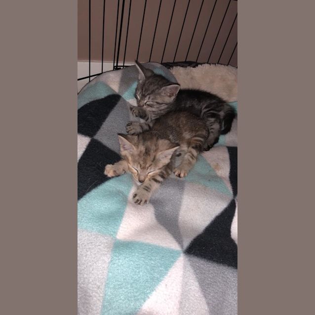 Photo of Benji & Luna